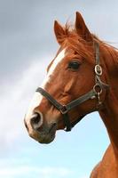 Kopfschuss eines schönen braunen Pferdes foto