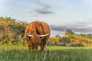 Highlander-Kühe in den Dünen von Wassenaar in den Niederlanden.