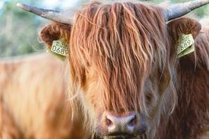 Highlander-Kühe in den Dünen von Wassenaar in den Niederlanden. foto