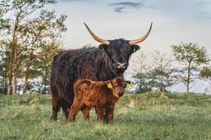 Highlander-Kühe in den Dünen von Wassenaar in den Niederlanden. foto