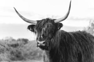 Highlander-Kühe in den Dünen von Wassenaar in den Niederlanden. foto