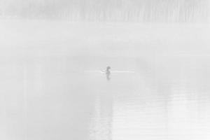 viel nebel am wasser bei kinderdijk, niederlande. foto