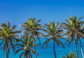 schöner tropischer naturstrand und waldpanorama contoy island mexiko. foto