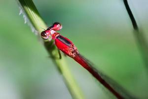langflügeliges Libellen-Sibar-Sibar-Insektentier mit unscharfer Hintergrundtextur