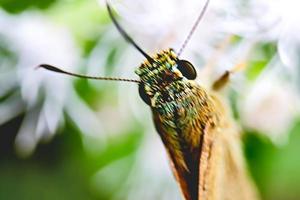 schöner geflügelter insektentierschmetterling mit unschärfehintergrundbeschaffenheit foto