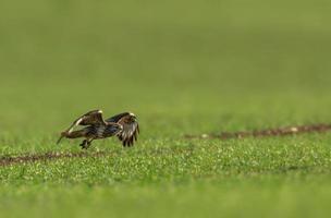 ein bussard fliegt über ein grünes feld foto