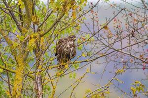 Ein Bussard sitzt auf einem Ast eines Baumes foto