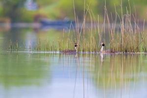 Zwei Haubentaucher schwimmen auf einem See foto