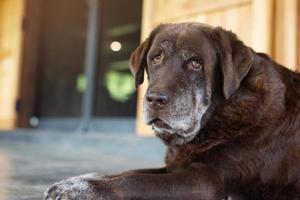 Hund schüchtern schuldig ist ein Schutzhund, der darauf wartet, mit einsamen Augen nach oben zu schauen und einen intensiven Blick nach draußen in die Morgensonne der Natur zu werfen. Haustiere-Konzept. foto