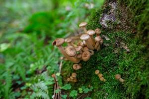 Honigpilze wachsen im Stamm eines umgestürzten Baumes. armillaria-pilzfamilie im herbstwald. foto