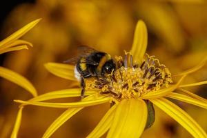 Hummel sammelt Pollen auf einer gelben Blume an einem sonnigen Sommertag, Nahaufnahmefoto. bombus sitzt auf sonnenblumenmakrofotografie. foto