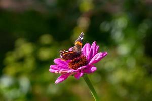 roter admiralschmetterling, der auf lila blumenmakrofotografie sitzt. vanessa atalanta schmetterling sammelt pollen aus zinnia garten nahaufnahme fotografie. foto