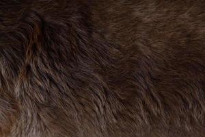 Nahaufnahme des gefilzten, glänzenden, gesunden Hundes, dunkelbraunes Haar des lockigen Fells des Labrador-Hundes für einen Hintergrund, Mustertextur. foto