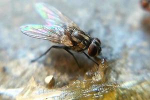 Foto Makro Insekt fliegt Tier in einer schmutzigen Umgebung