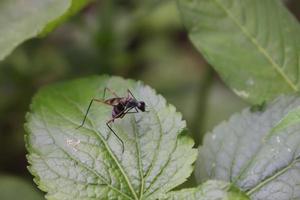 Insektentier thront auf einem Blatt mit einer unscharfen Hintergrundtextur foto