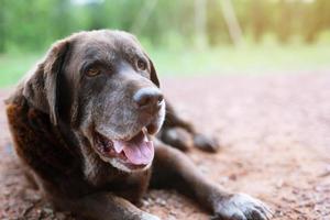 Hund schüchtern schuldig ist ein Schutzhund, der darauf wartet, mit einsamen Augen nach oben zu schauen und einen intensiven Blick nach draußen in die Morgensonne der Natur zu werfen. Haustiere-Konzept. foto