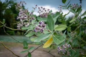 Kronenblume und grünes Blatt foto