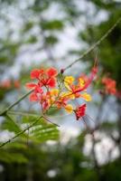 caesalpinia, bekannt als Pfauenblume. foto