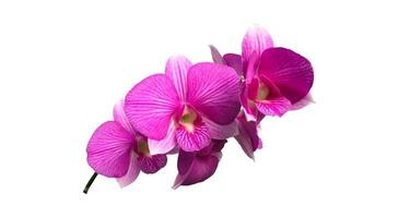 isolierte Dendrobium-Orchideenblume mit Beschneidungspfaden. foto