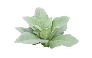 isolierte Tabakpflanze mit Beschneidungspfaden. foto