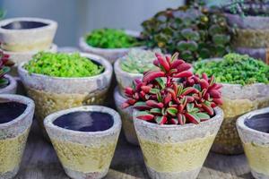 Keramikblumentöpfe leer und mit Pflanzen, Gartendeko foto