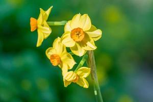 Zarte gelbe blühende Narzisse blüht im Frühlingsgarten, Blumenhintergrund foto