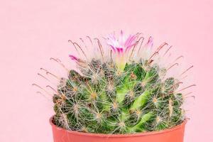 Nahaufnahme des blühenden Mammillaria bombycina Kaktus auf rosa Hintergrund. foto