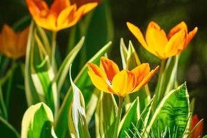 Schönes orangefarbenes und gelbes Tulpenfeld im Frühling, natürlicher Hintergrund foto