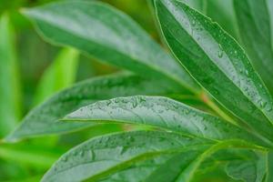 Nahaufnahme von Pfingstrosenblättern nach dem Regen. grüner Laubhintergrund. Wassertropfen auf Blatt. foto