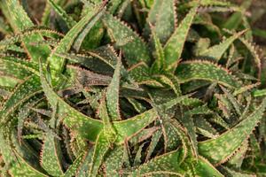 Nahaufnahme von Aloe Vera Kaktus. natürlichen Hintergrund foto