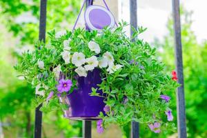 hängendes Blumenbeet mit weißen und violetten Petunienfkowers in violettem Keramiktopf. foto