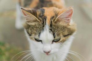 Streunende mehrfarbige Katze, die nach unten schaut foto