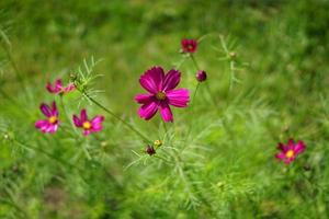 Blühende violette Kosmosblumen im Garten auf grünem Hintergrund. foto