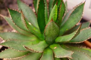 Nahaufnahme der Aloe-Vera-Pflanze in einem Topf. natürlichen Hintergrund foto