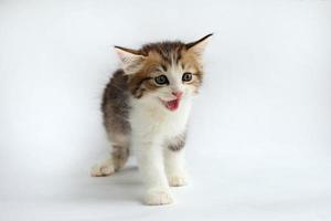 süßes kleines Kätzchen auf weißem Hintergrund foto