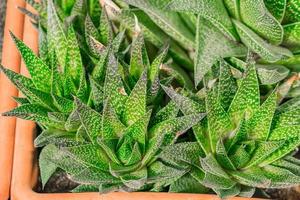 Blick von oben auf die Aloe-Vera-Pflanze im Plastiktopf, Zimmerpflanze, Hausgartenarbeit. foto