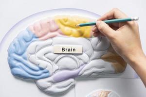 Hand mit Bleistift, um die Anatomie des Gehirns zu lehren foto