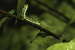 eine grüne Raupe und ein Wassertropfen foto