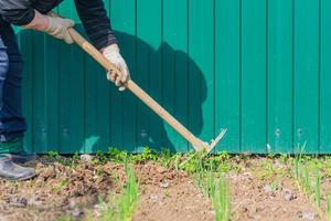 alte frau entfernt mit hacke unkraut von ihren grünen knoblauchbeeten. Agronomie-Konzept foto