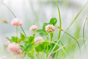 natürlicher Blumenhintergrund. blühender rosa Klee im Frühjahr. Weicher Fokus foto