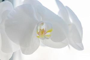 coseup der blühenden weißen phalaenopsis-orchidee auf der fensterbank. Hausgärtnerei, exotische Pflanze foto