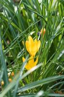 bunte gelbe krokusblume, die an einem sonnigen frühlingstag im grünen gras blüht foto