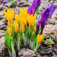 Bunte violette und gelbe Krokusblumen, die an einem sonnigen Frühlingstag im Garten blühen foto