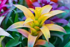 Bunt blühende Bromelienblumen drinnen, weicher Fokus foto