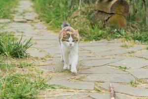 streunende bunte Katze, die auf der Straße in der Landschaft läuft. foto