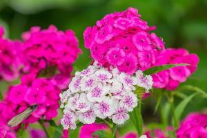 natürlicher frühlingshintergrund. schöne blühende rosa phloxen im garten foto