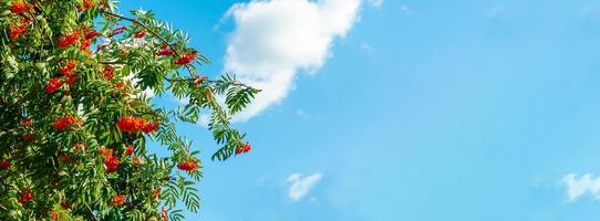 ein Zweig der Eberesche mit roten Beeren Hintergrund blauer Himmel Banner. Herbst und natürlicher Hintergrund. Herbstbanner mit Vogelbeeren und Blättern. Platz kopieren. foto