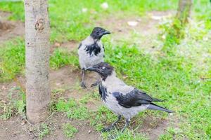 Nahaufnahme einer kranken schwarzen und grauen Krähe im Park. foto