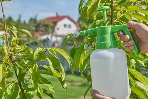 Bauer sprüht im Sommer Pestizid mit Handsprüher gegen Insekten auf Kirschbaum im Garten. landwirtschafts- und gartenkonzept foto