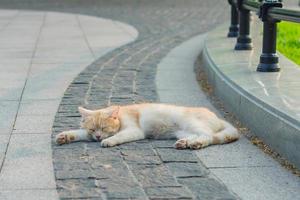 streunende Ingwerkatze, die auf dem Bürgersteig schläft. foto